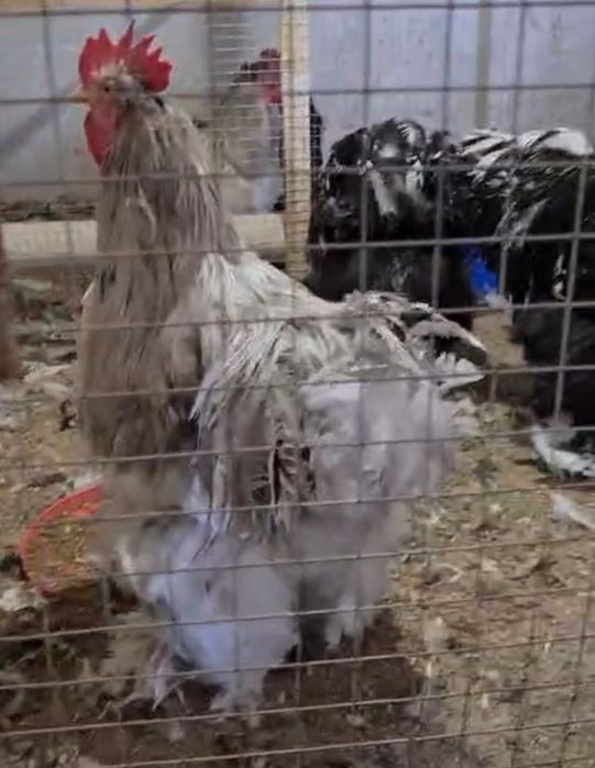 Цыплята кохинхины голубые