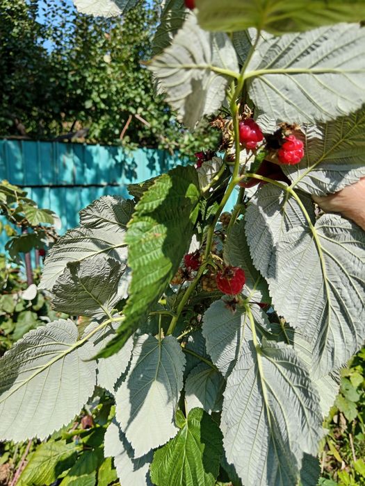 Малина ремонтантная, цветы