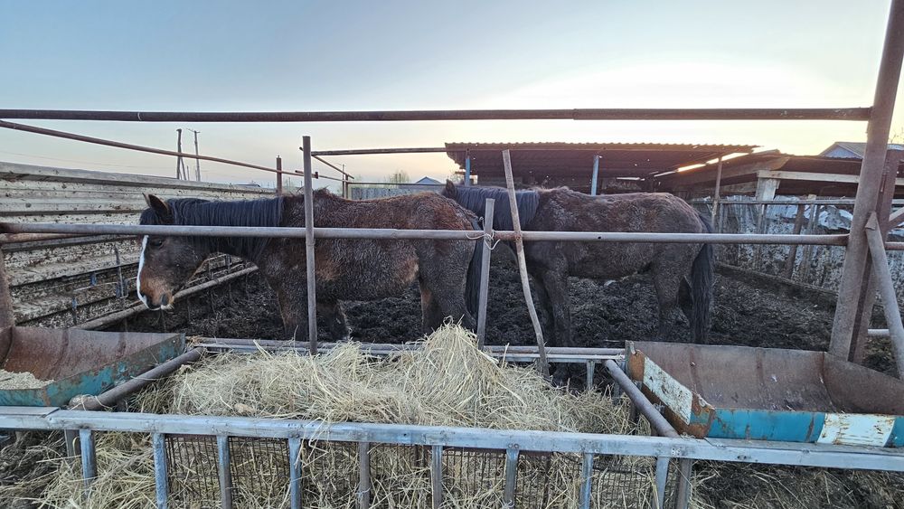 Продам лошадей разных возростов