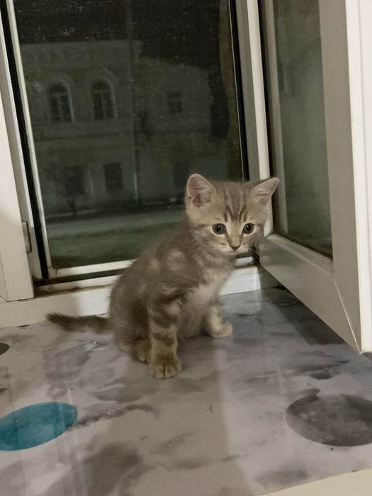 Продам котенка Шотланского