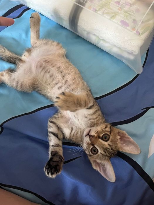 Котенок в добрые руки