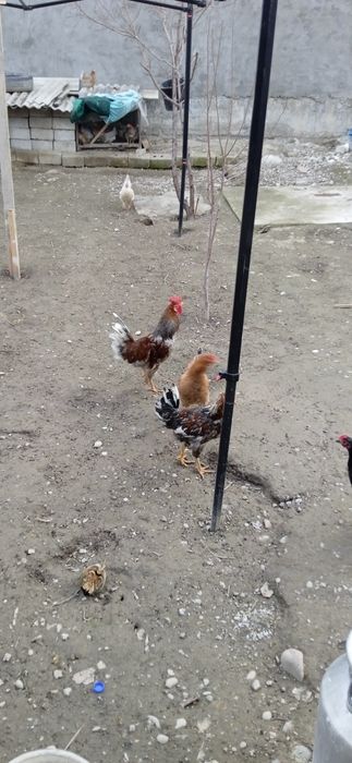 Товук хурозла сотилади