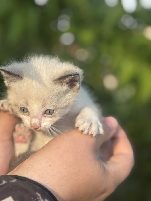 Котята Аксу бесплатно