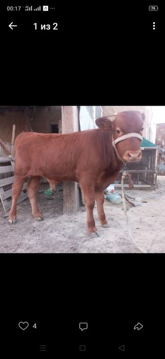 Сиыр сатылады семіз. 450.