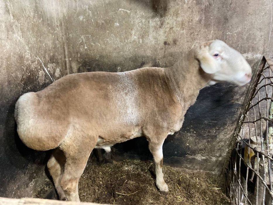 Qo’chqor sotiladi !