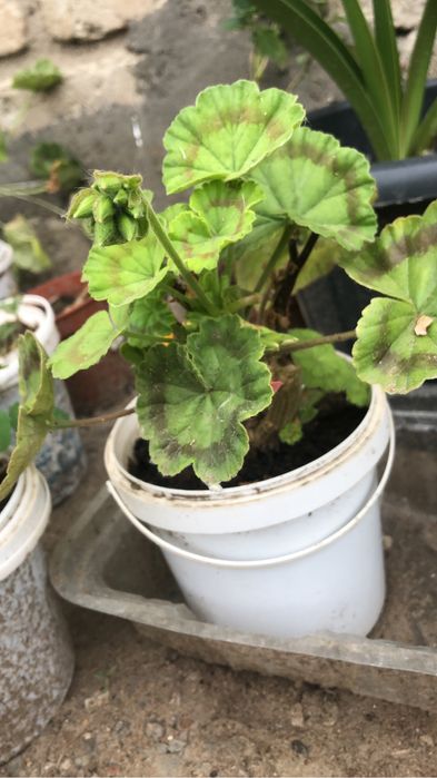 Продается красивые неприхотливые цветы