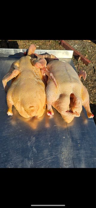 Продаю тушки домашних гусей и уток