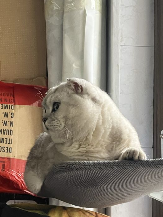 Ogil bola, Britanski Skotish fold seribristiy okras 11 oylik mushuk