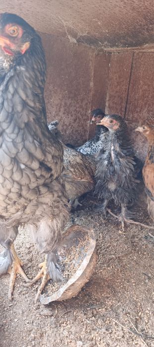 Продается курица с цыплятами