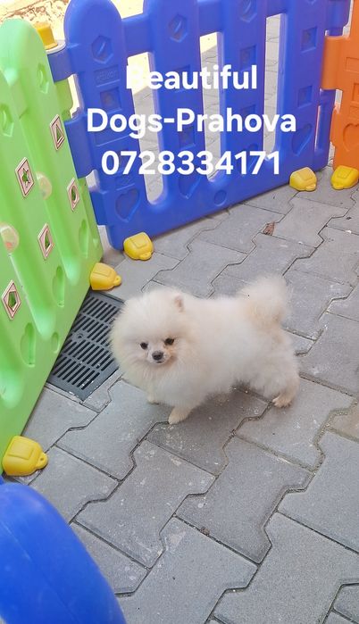 Mascul Pomeranian