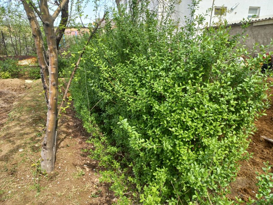 Изгородь. Легустра. Акация