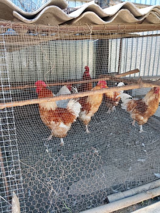 Продам петухов домашние