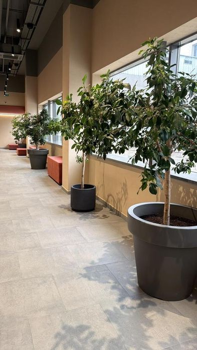 Комнатные растения