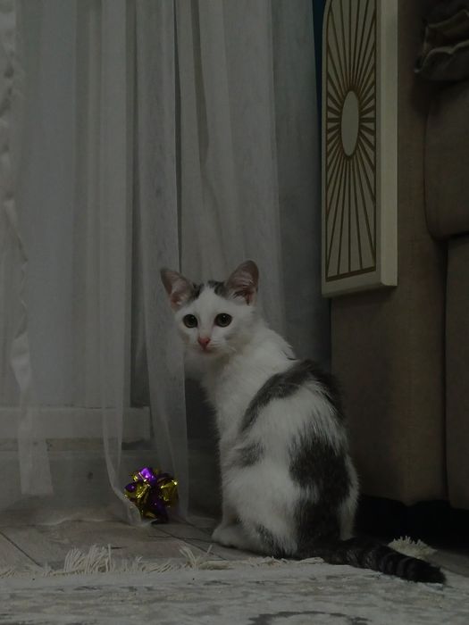 Потерялся котенок