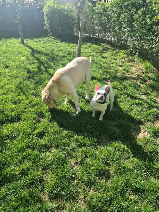 Pensiunea canină Apache