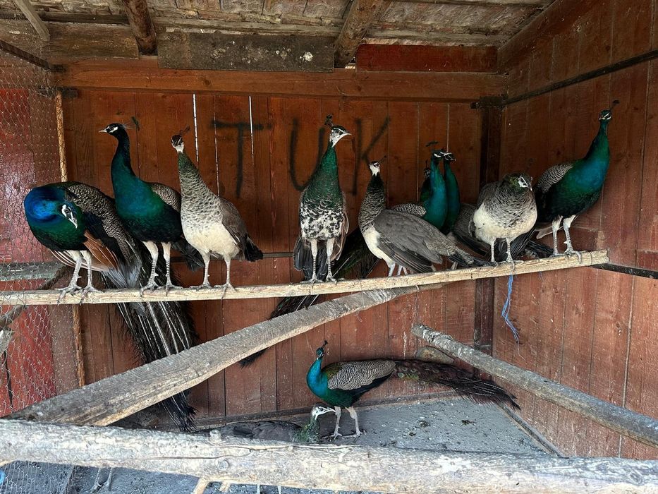 Păuni standard, umeri negri și opal