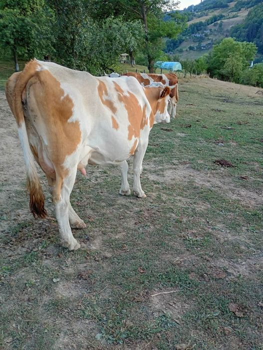 2 vaci cu lapte Cărpiniș Roșia Montană