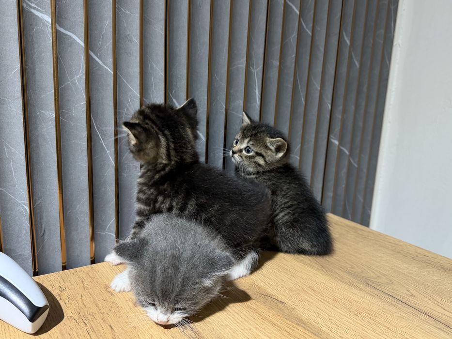 Котята скоттиш страйт