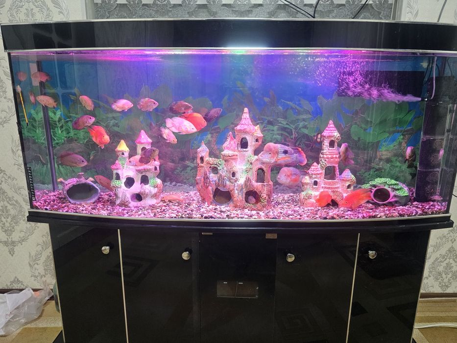 Srochniy Akvarum sotiladi