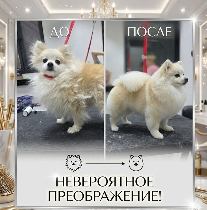 Стрижка собак,Груминг В отличном салоне!