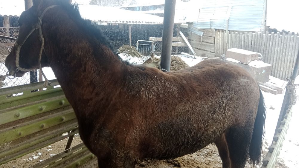 Байтал сатылады соғым