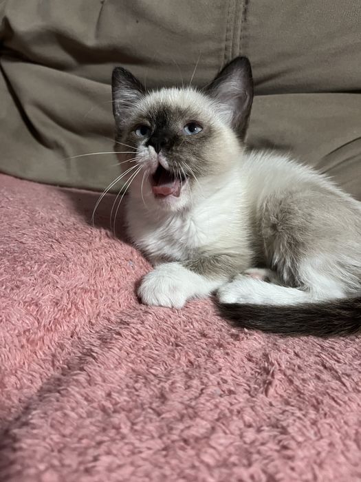 Отдам котят в добрые руки