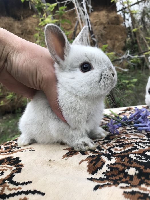 Кролики декоративные карликовые