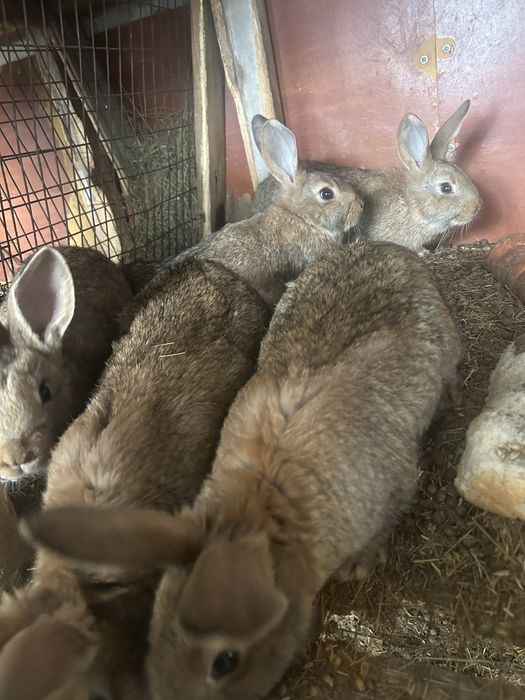 Продам кроликов 5000