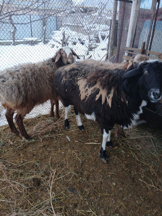 Бараны, қойлар..