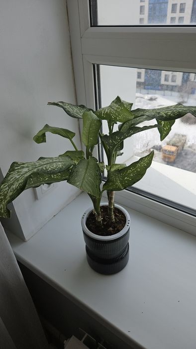 Продам цветы комнатные