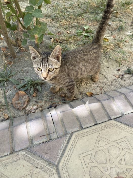 Котенок (девочка),здоровый