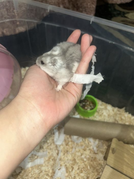 хомяк 3 месяца со всем необходимым.