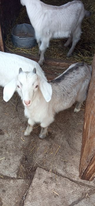 Продаются козлята