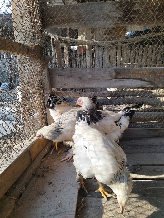 Брама светлая. Петушки