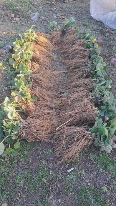 ПРОМОЦИЯ Разсад Ягоди и Малини Елитни Сортове