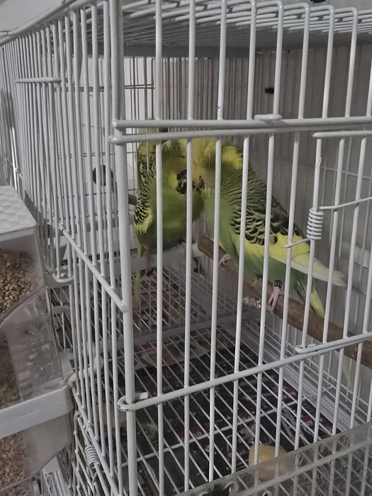 Vând colivii + cuibare+peruși standard
