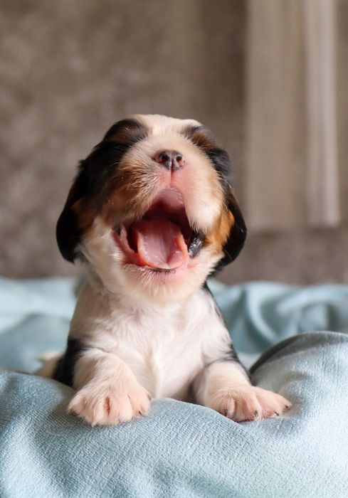 Малыши кавалер кинг чарльз спаниели