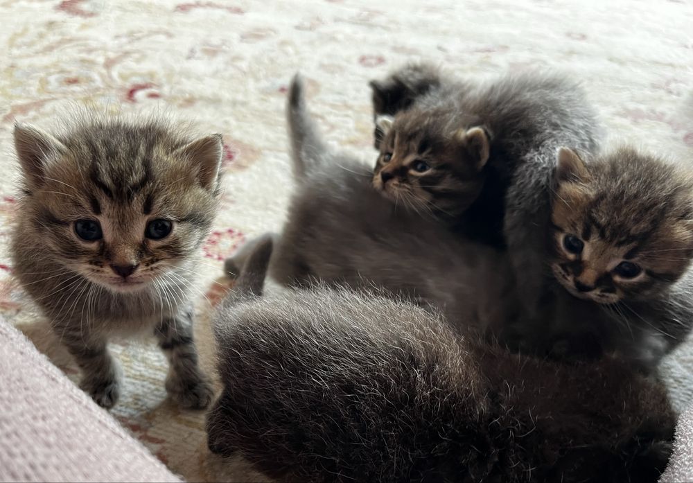 отдам котят в добрые руки