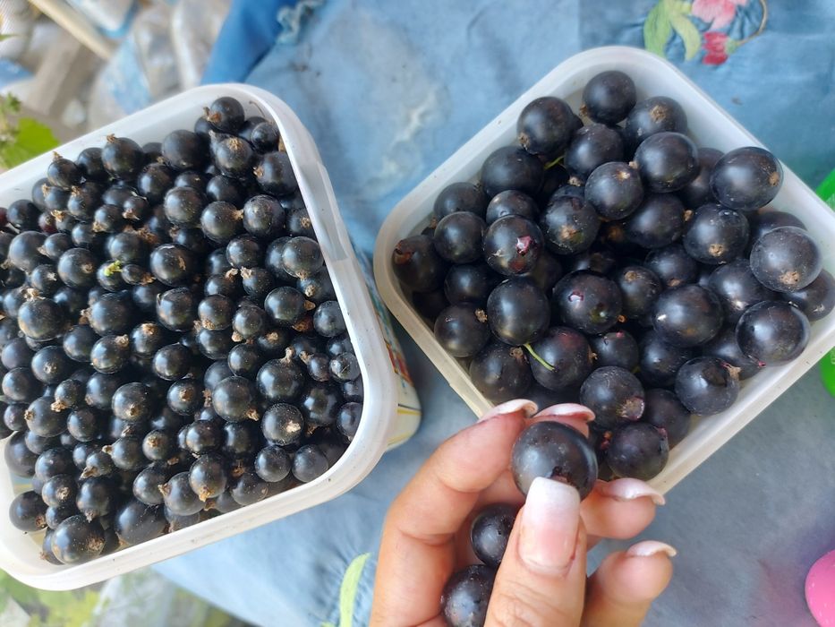 Чёрная смородина 2500 тенге