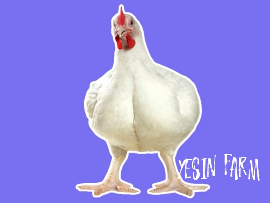 Инкубационные яйца бройлеров росс 308 по цене