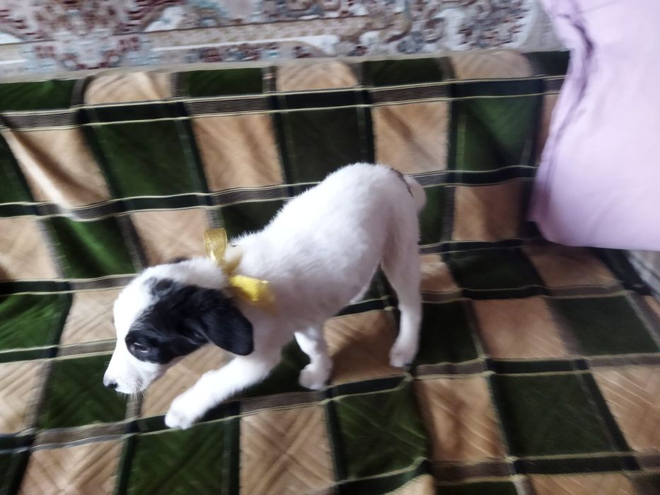 Щенки. В описание!