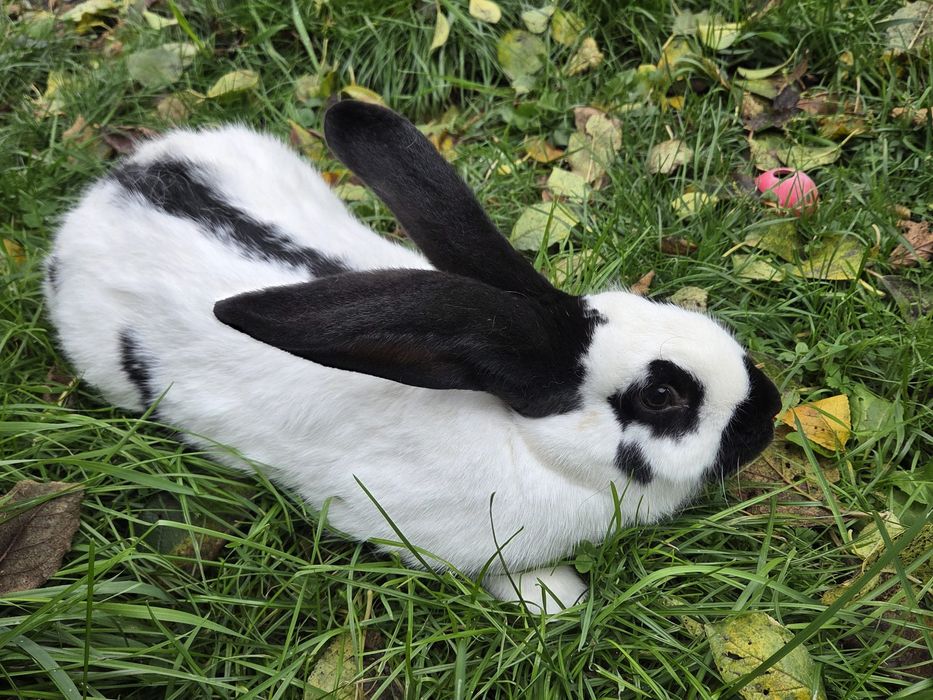 Iepuri femele fluture german si grefier