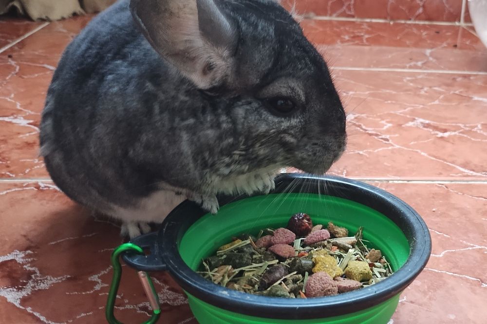 Vand Chinchilla - Femela