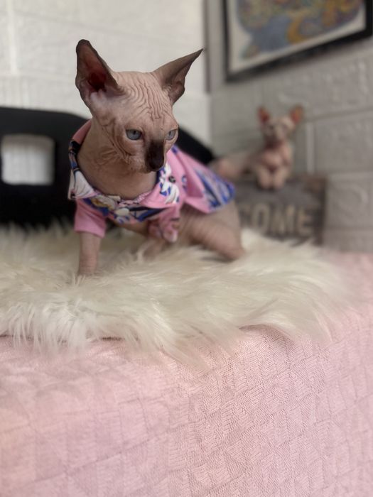Baietel Sphynx teste si peidgree