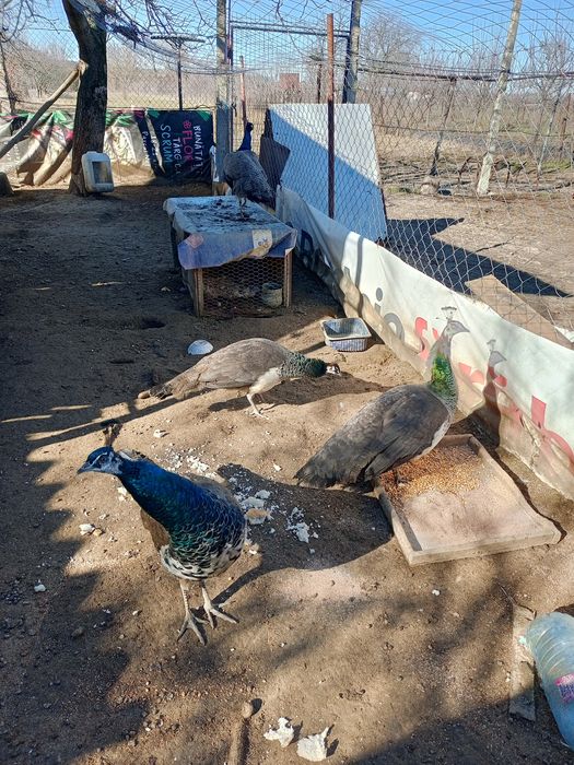 Pauni vor sa zboare am 2 perechi