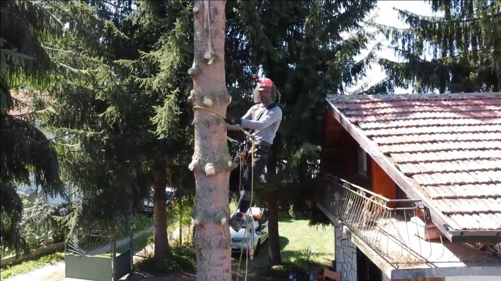 Сечене рязане оформяне премахване на Опасни Дървета