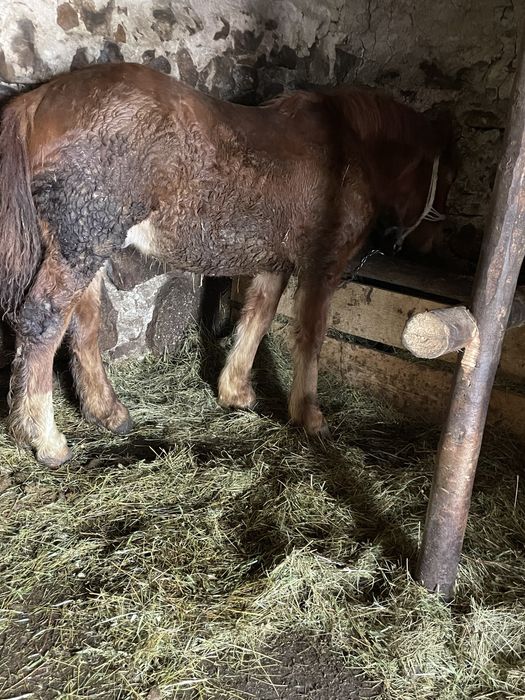 Vând mânz din cai grei cu forme