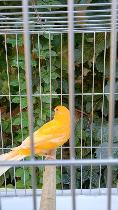 Продается канарейка самец