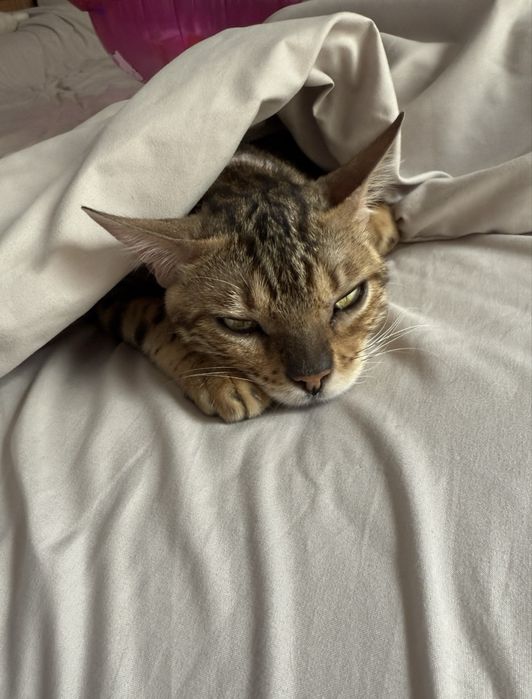 Котята бенгалы мальчики и девочки