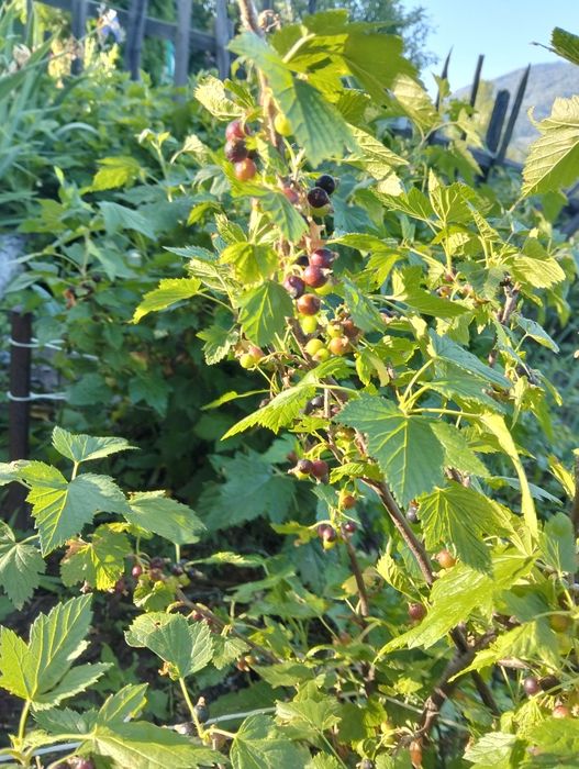 Продам дачу с/о "Казахстан"